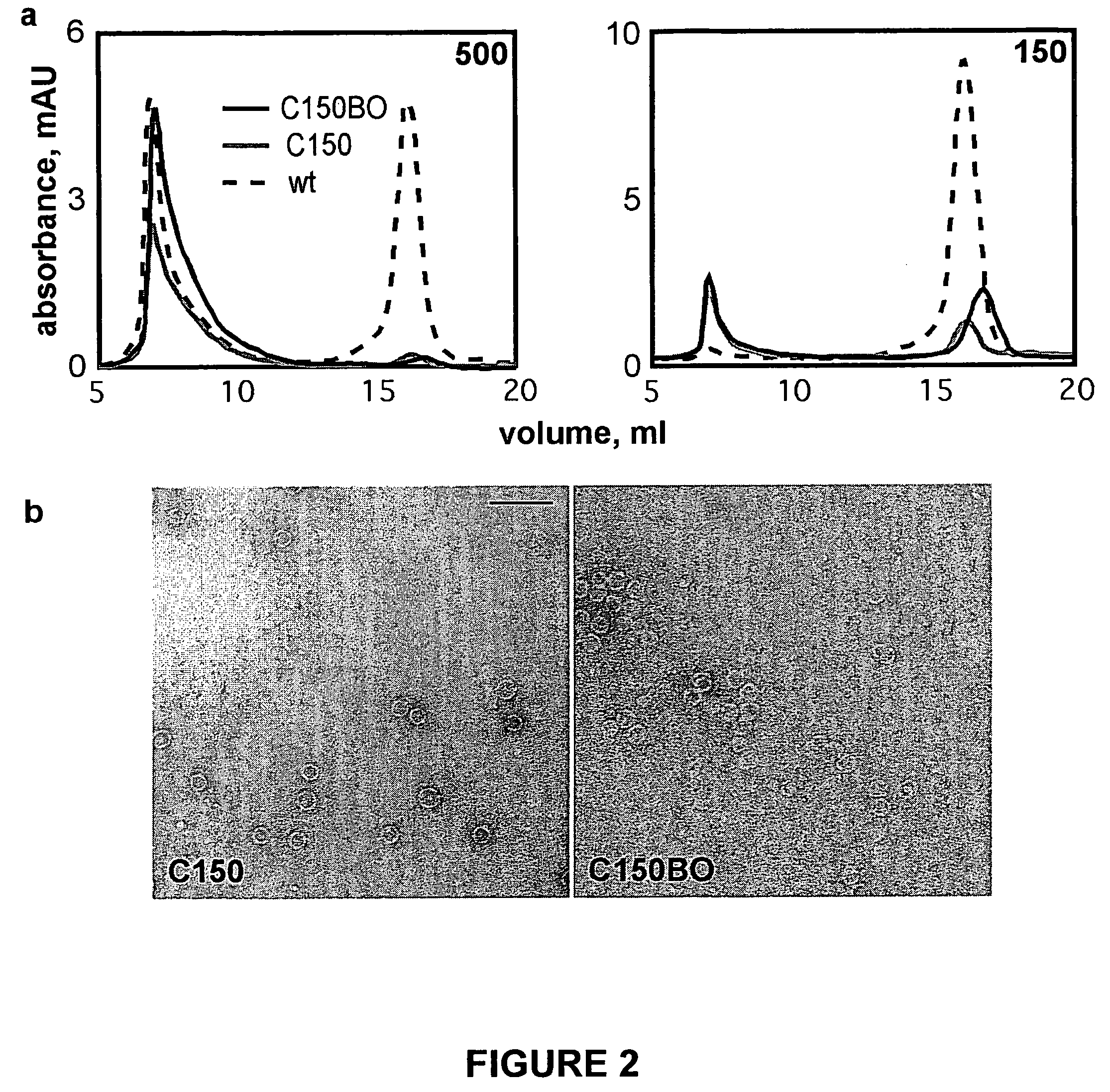 Methods for detecting compounds that interfere with protein aggregation utilizing an in vitro fluorescence-based assay