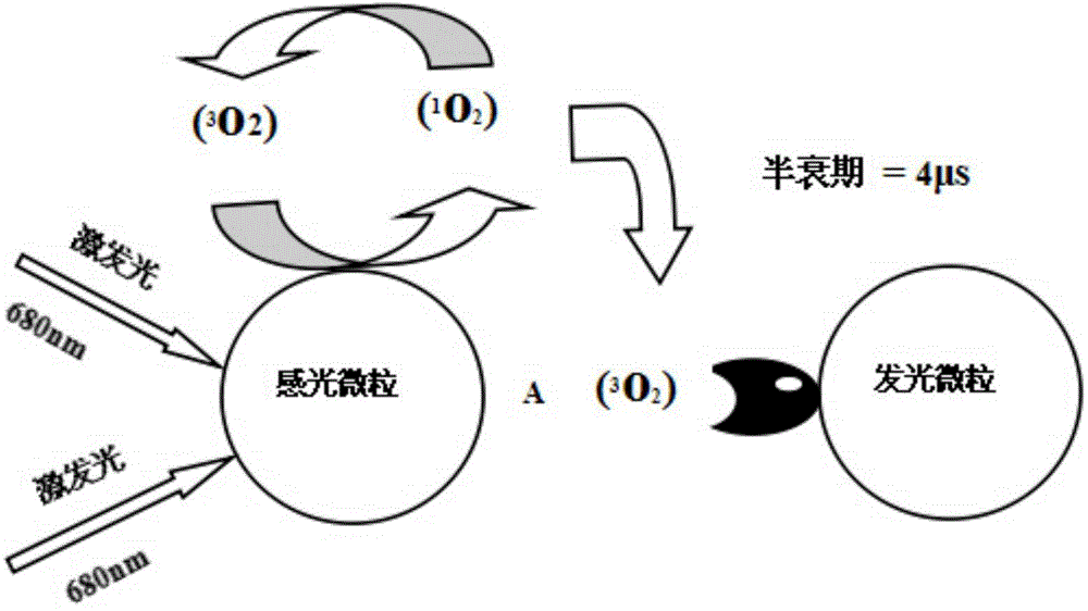 Rapid myoglobin detection method and corresponding detection kit