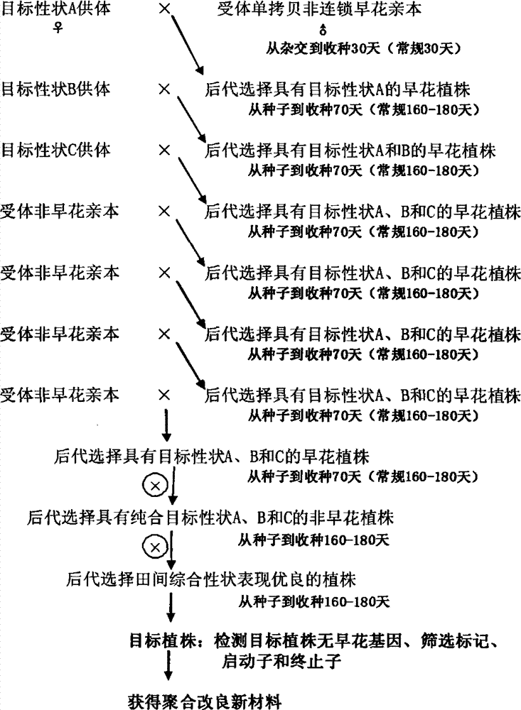 Rapid target property pyramid breeding method for crops