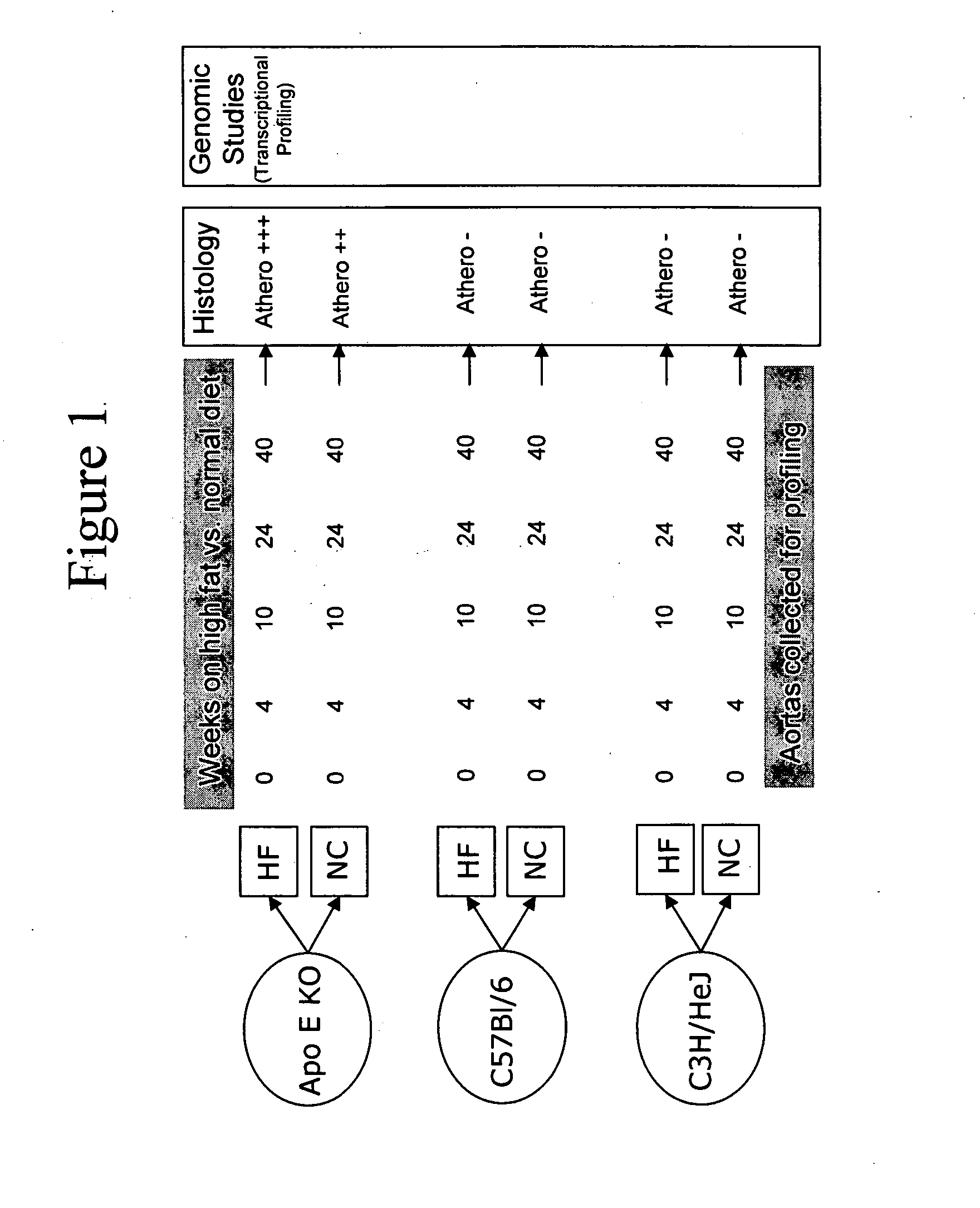 Methods and compositions for diagnosis, monitoring and development of therapeutics for treatment of atherosclerotic disease