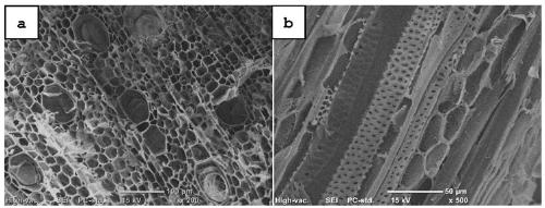 Preparation method of magnesium-nitrogen co-doped biomass activated carbon with high specific surface area