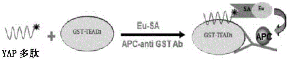 High-activity tumor inhibitor as well as preparation method and application thereof