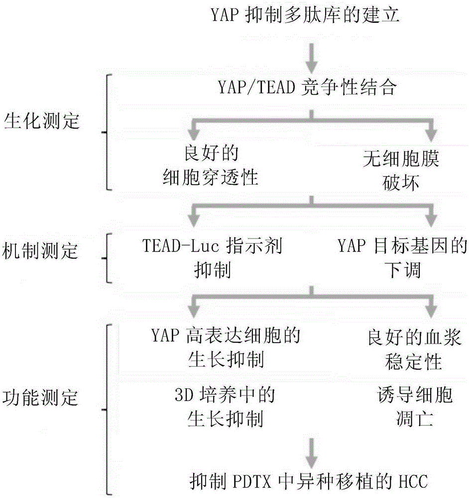 High-activity tumor inhibitor as well as preparation method and application thereof