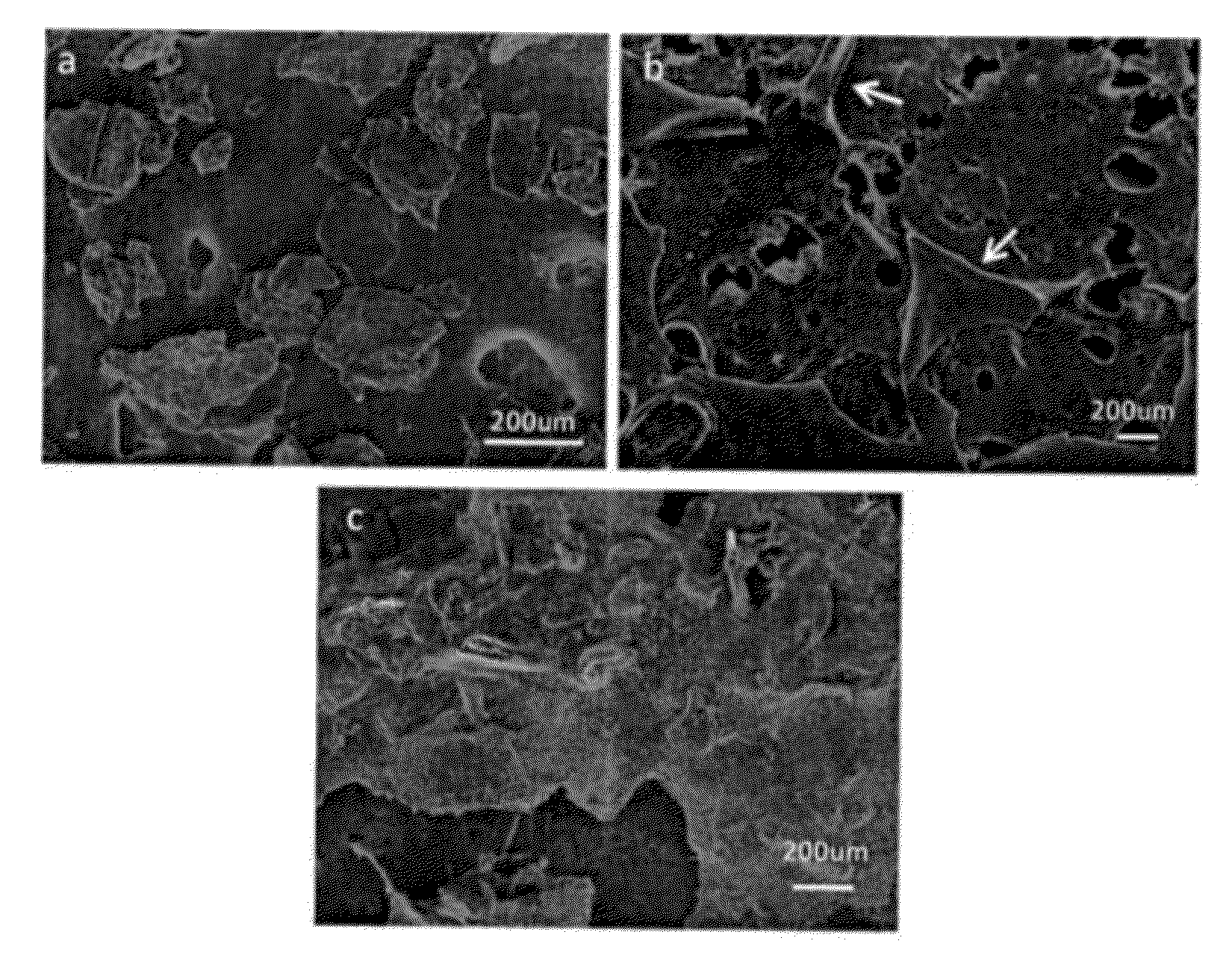 Sealant Composition and Method of Making It