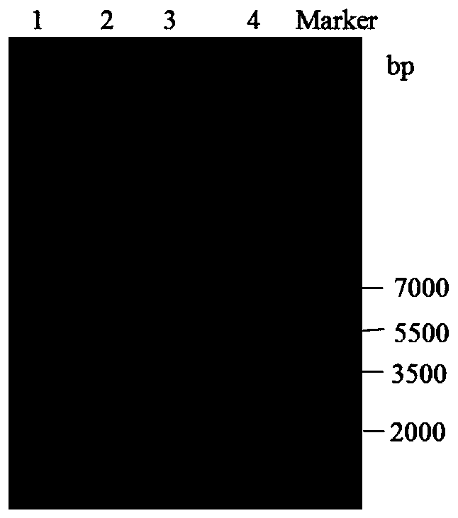 Screening method of methylation-protected strain for expressing restriction enzyme KasI