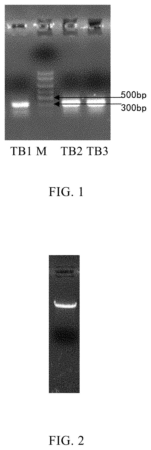 Monoclonal antibody of human-derived procalcitonin, and preparation method and application thereof