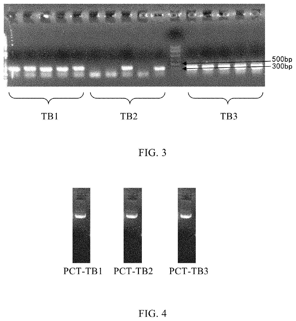 Monoclonal antibody of human-derived procalcitonin, and preparation method and application thereof