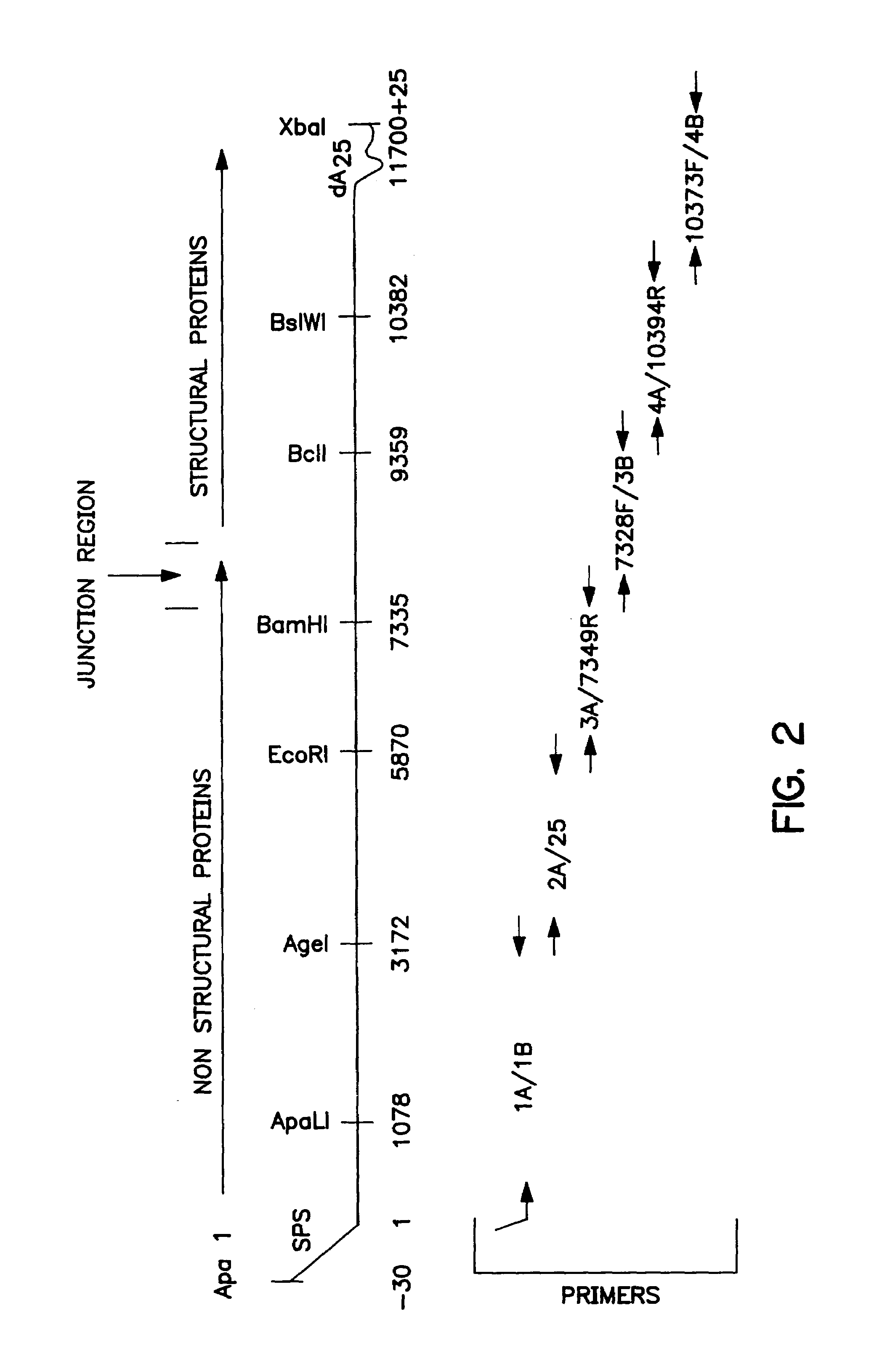 Eukaryotic layered vector initiation systems