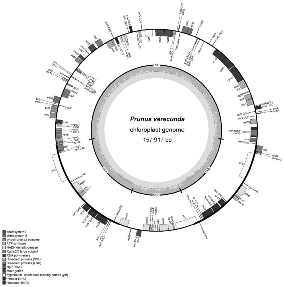 The Chloroplast Genome and Its Application