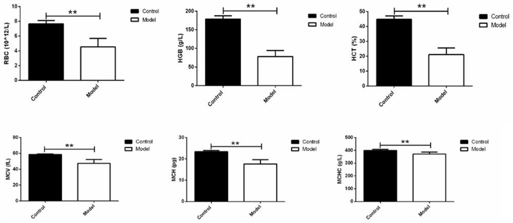 Application of colla corii asini bone-strengthening oral liquid in preventing and/or treating anemia