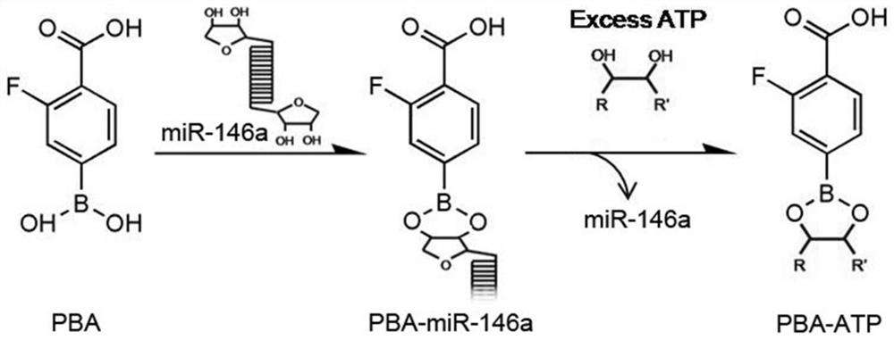 A kind of ATP responsive nano micelles, preparation method and application