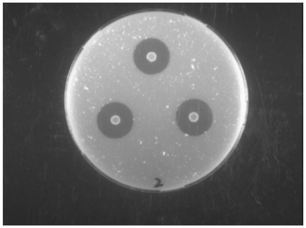 A microbacterium pt3 with protein degradation function and its application