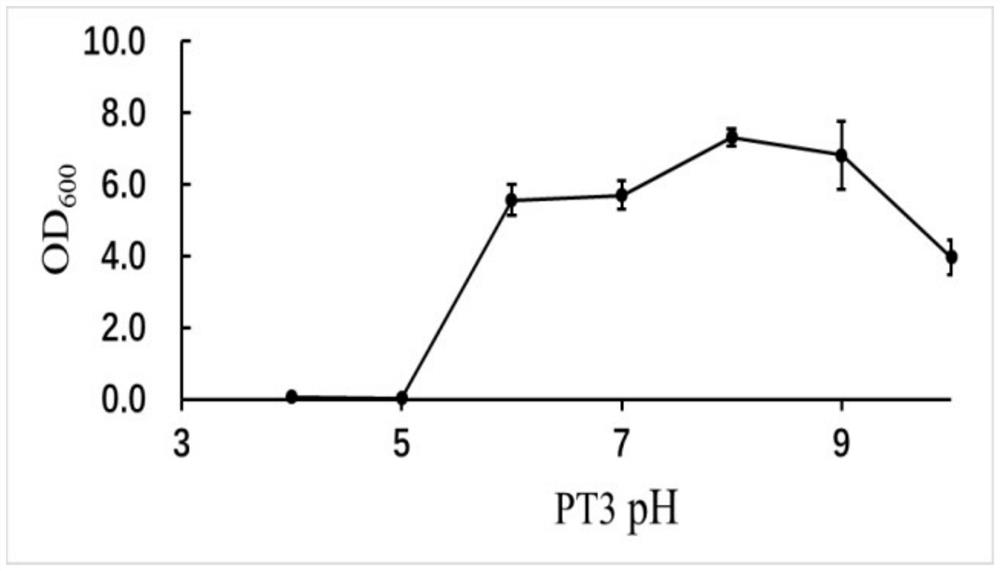 A microbacterium pt3 with protein degradation function and its application