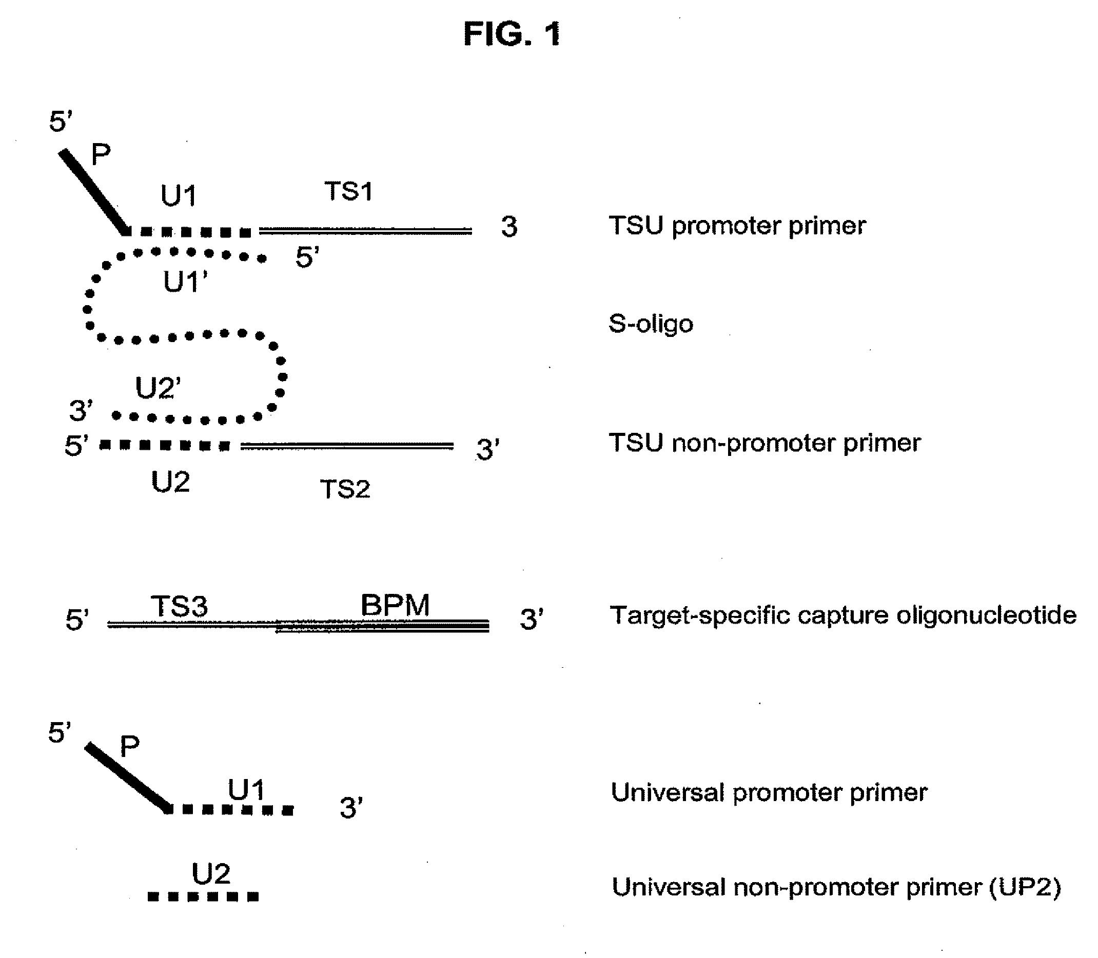 Methods and compositions for nucleic acid amplification