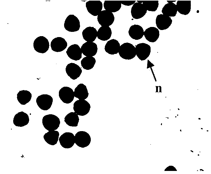 Sexual polyploidization breeding method for tetraploid petunias