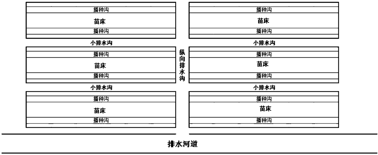 Culture method of moderate saline-alkali soil straight-stem Chinese tallow seedling