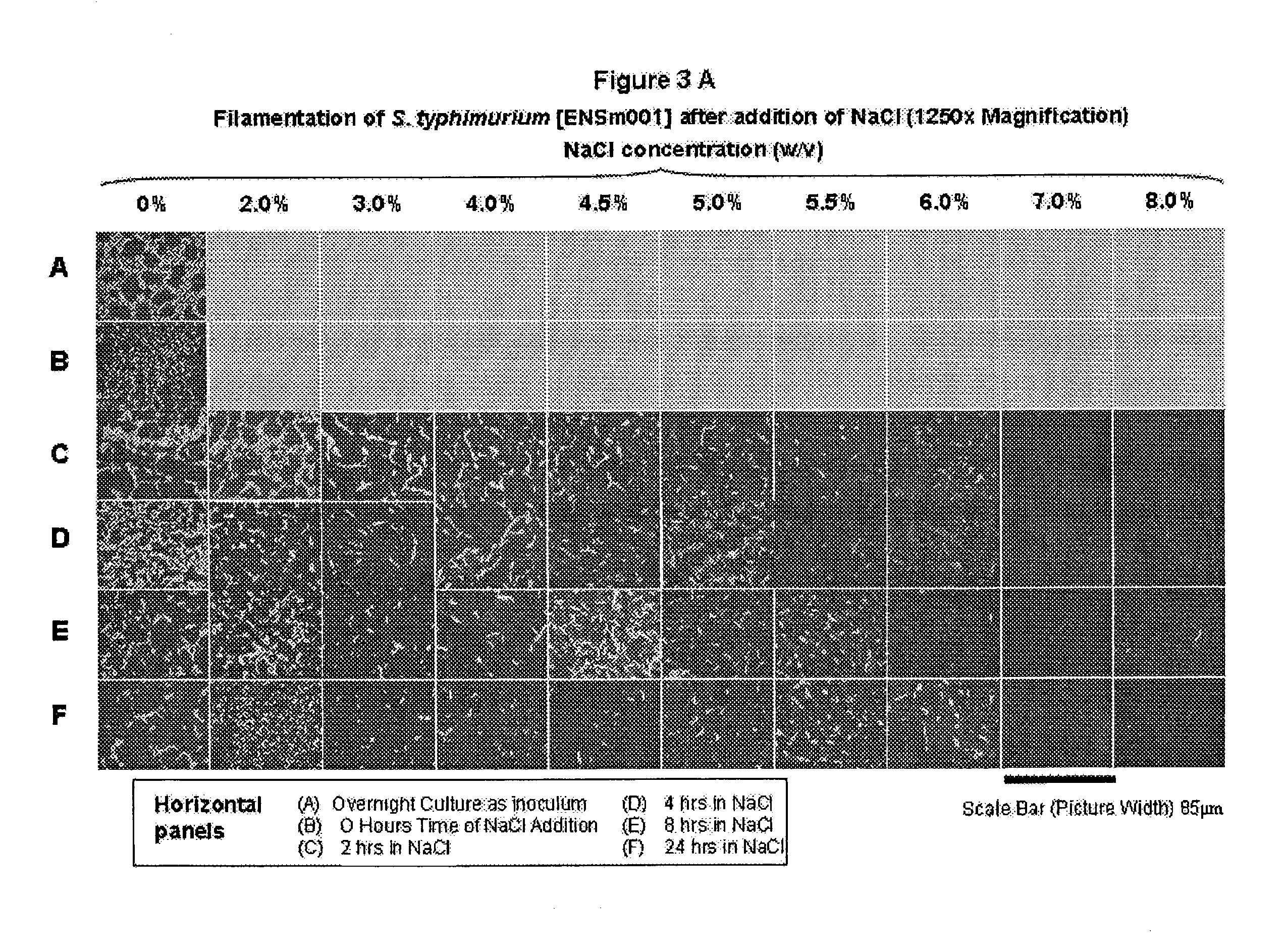 Pharmaceutically compatible method for purifying intact bacterial minicells