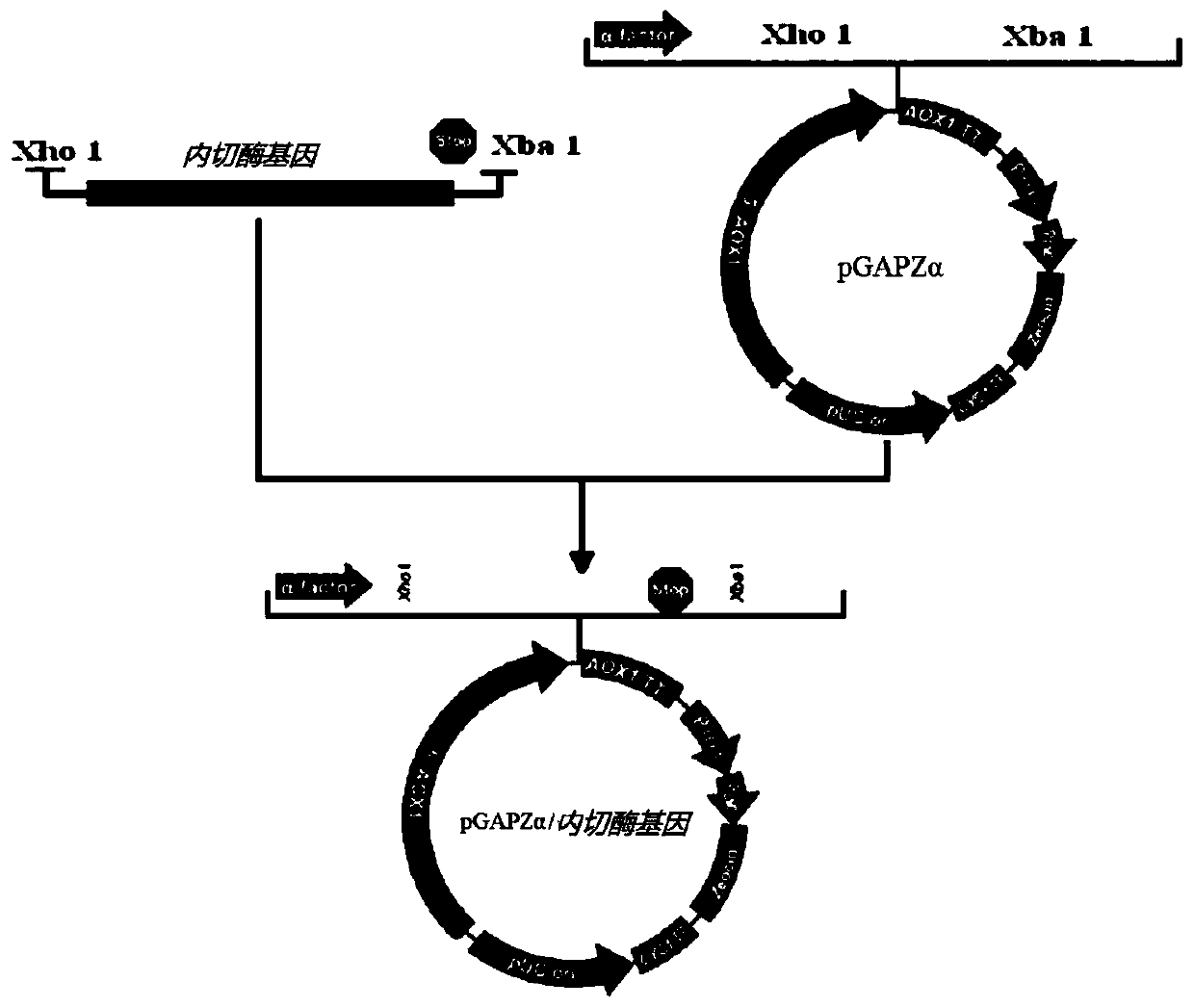 High-expression cellulose endonuclease gene as well as recombinant vector and protein thereof