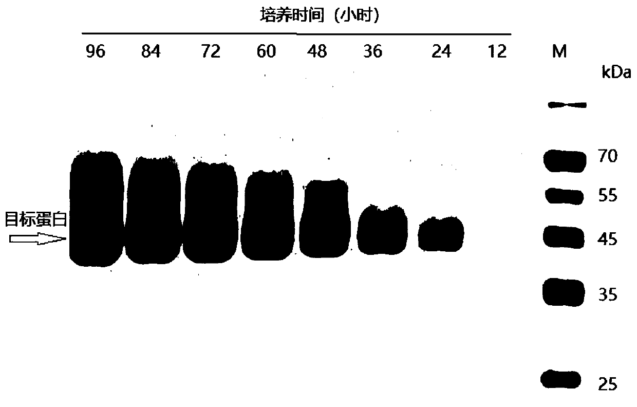 High-expression cellulose endonuclease gene as well as recombinant vector and protein thereof