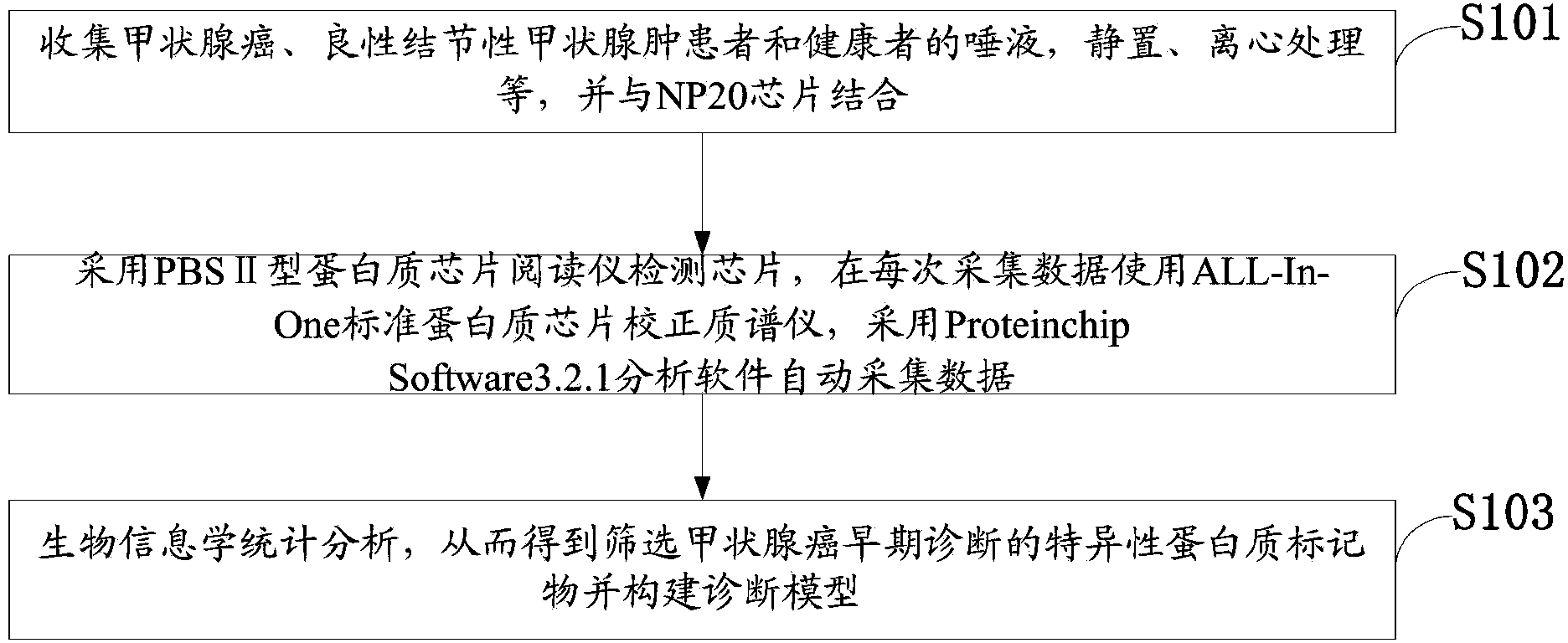 Saliva proteome decision-making tree diagnosis model for screening thyroid cancer, and construction method of tree