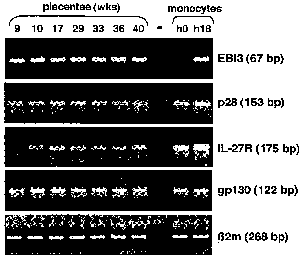 Methods of modulating maternal-fetal tolerance