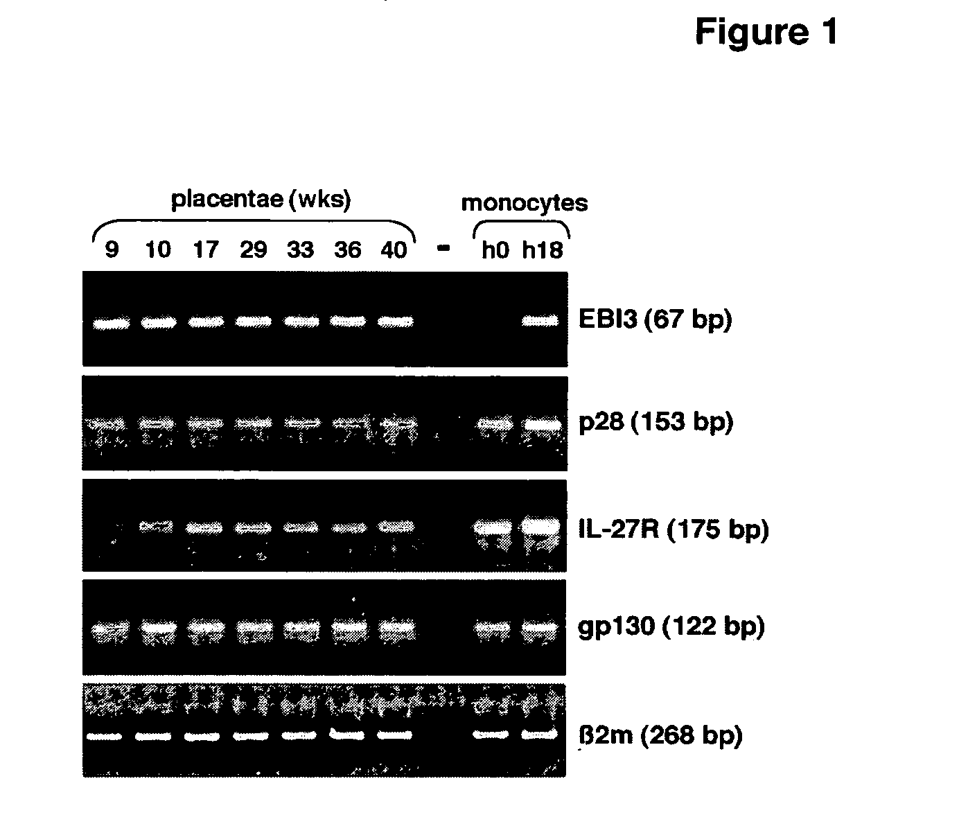 Methods of modulating maternal-fetal tolerance