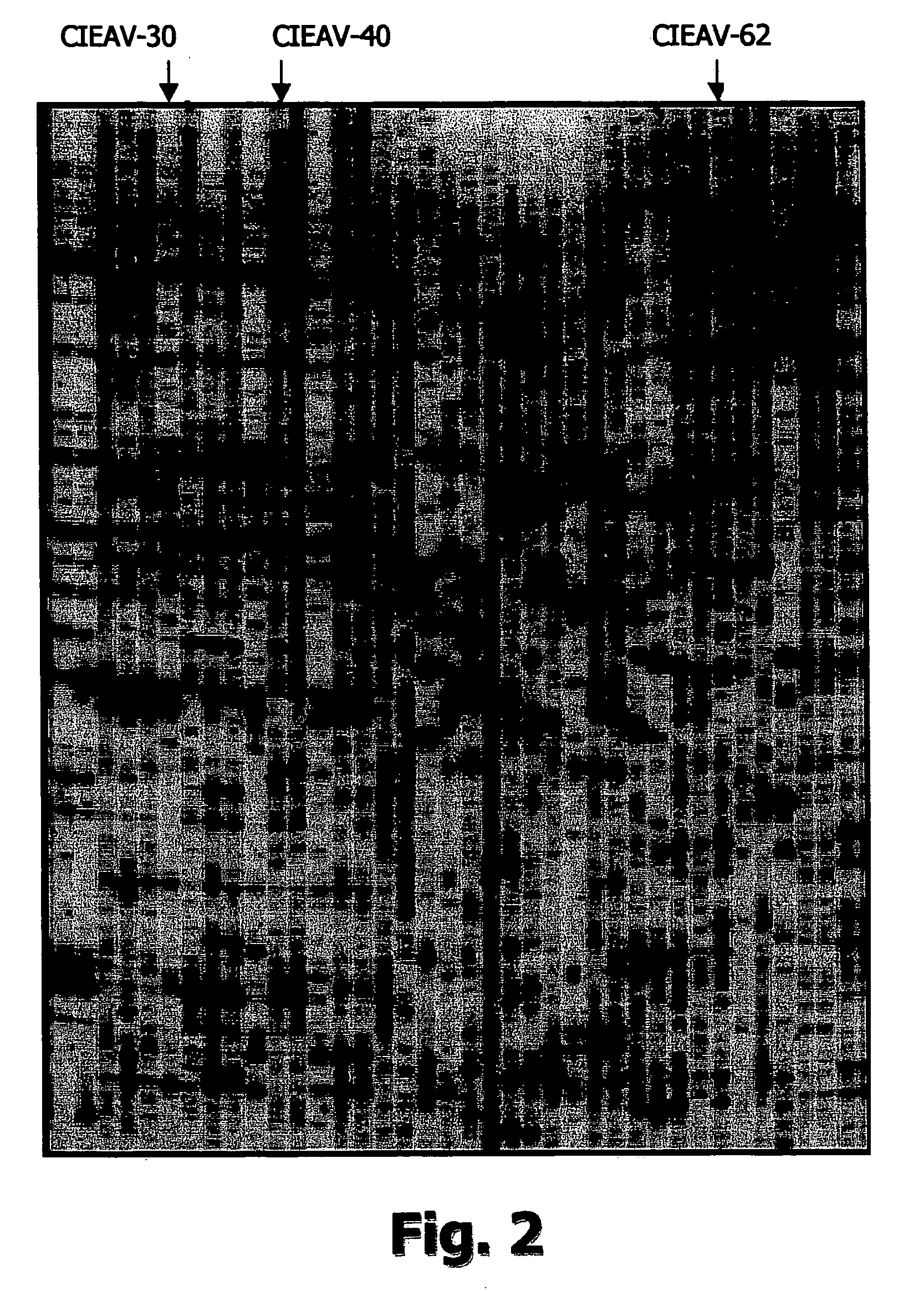 Trichoderma SPP strains with high capactiy of fungus biological control and selection process thereof by molecular markers