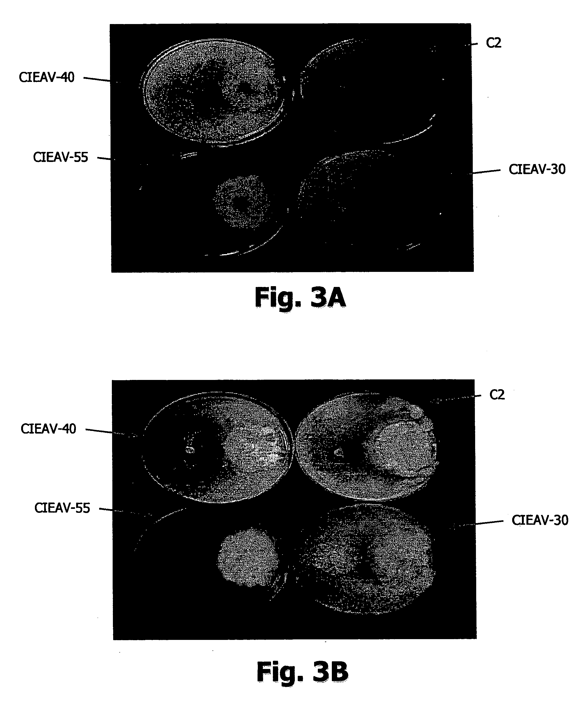 Trichoderma SPP strains with high capactiy of fungus biological control and selection process thereof by molecular markers