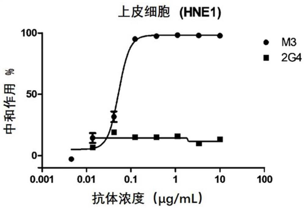 A kind of monoclonal antibody and application thereof for neutralizing Epstein-Barr virus