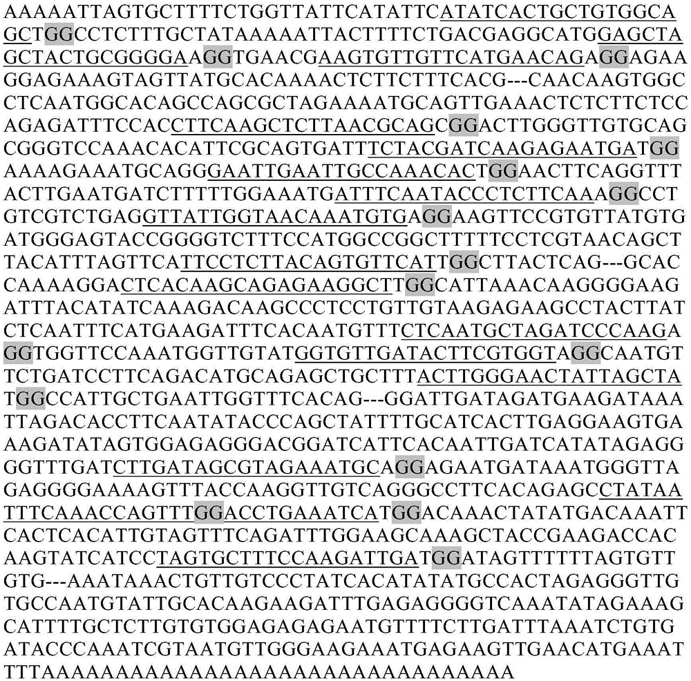 Establishment method of caffeine synthetase CRISPR/Cas9 genome editing vector