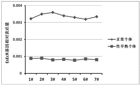 Living molecular detection method for precocious puberty individual of Eriocheir sinensis