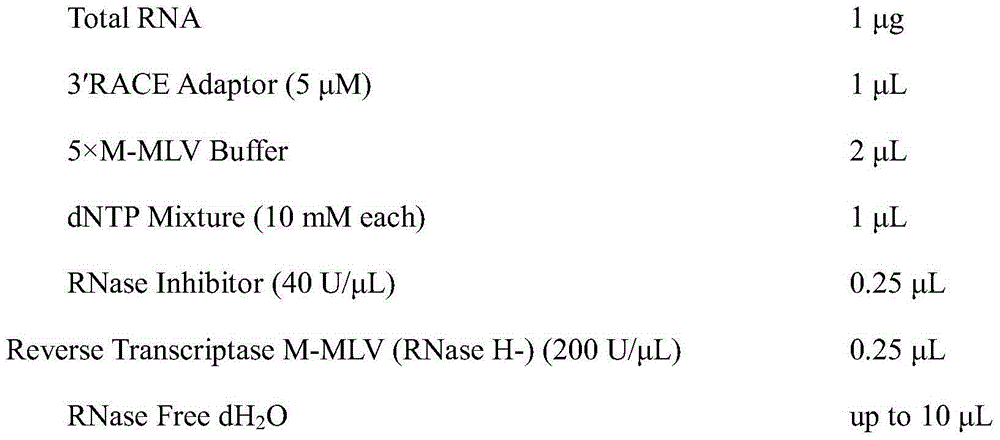 Living molecular detection method for precocious puberty individual of Eriocheir sinensis