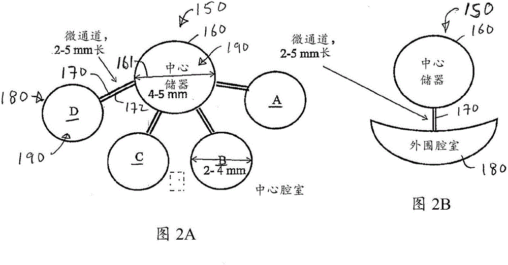 Accomodating soft contact lens