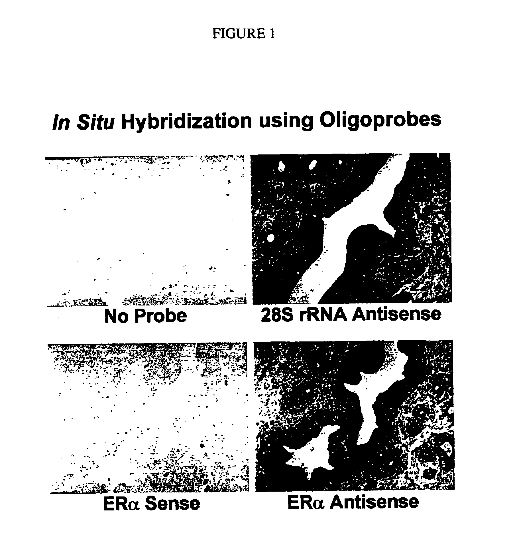 Reagents and methods for automated hybridization