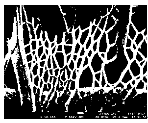 Phosphate nanofiber photocatalyst and preparation method thereof