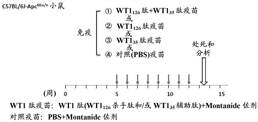 Prophylactic or therapeutic drug for benign tumor