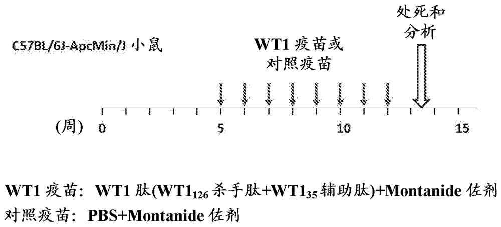 Prophylactic or therapeutic drug for benign tumor