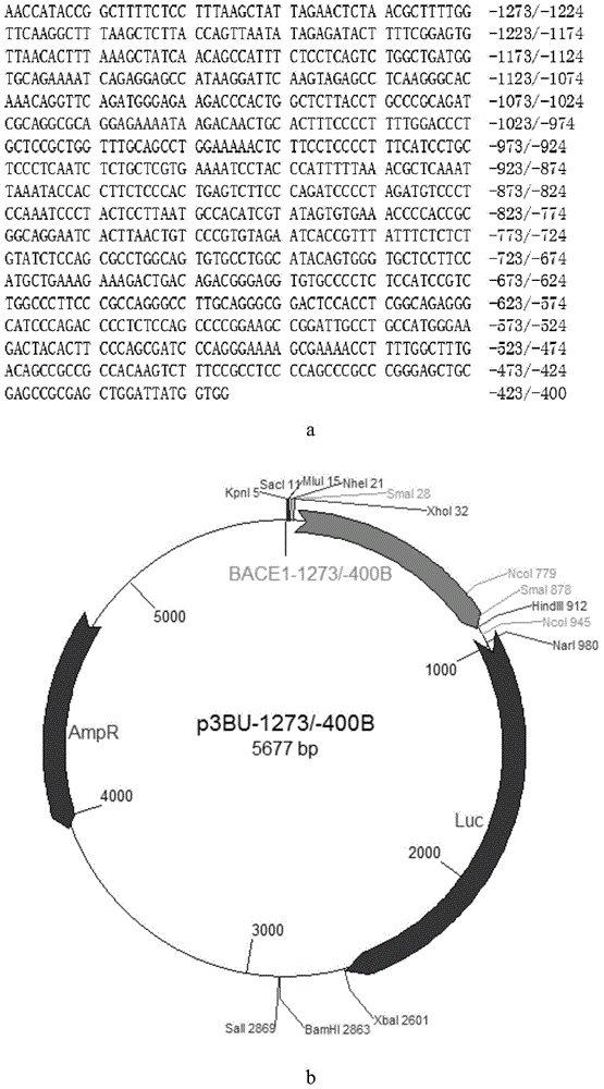 Transcriptional promoter for human BACE1 gene as well as main cis-acting elements and application of transcriptional promoter