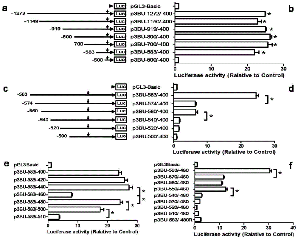 Transcriptional promoter for human BACE1 gene as well as main cis-acting elements and application of transcriptional promoter