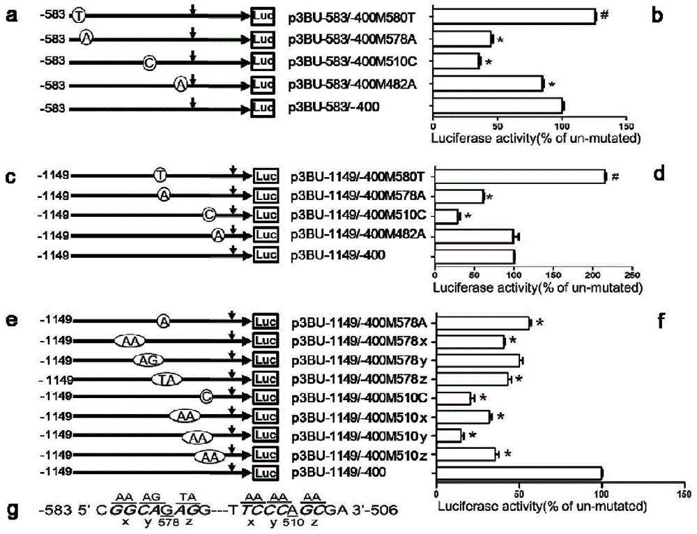 Transcriptional promoter for human BACE1 gene as well as main cis-acting elements and application of transcriptional promoter