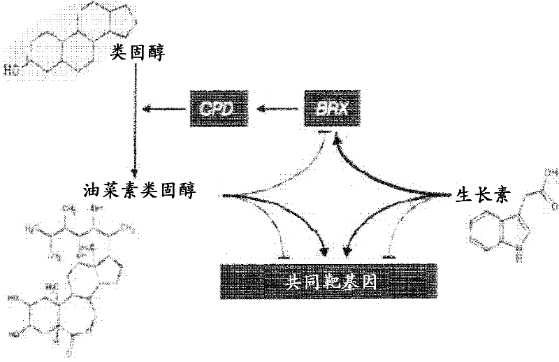 Plants with enhanced abiotic stress tolerance and/or enhanced yield-related traits and methods for their preparation