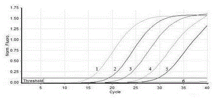 Fluorescent quantitative PCR (polymerase chain reaction) detection primers and kit for Eimeria media-rabbit