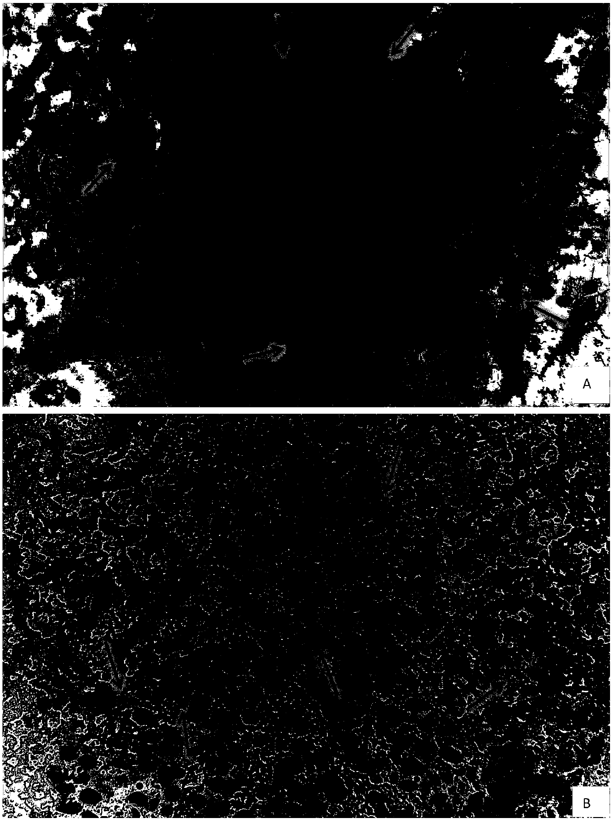 Slide preparation method for discriminating chromosome number of Avena magna, Triticum aestivum or filial generation of Avena magna and Triticum aestivum