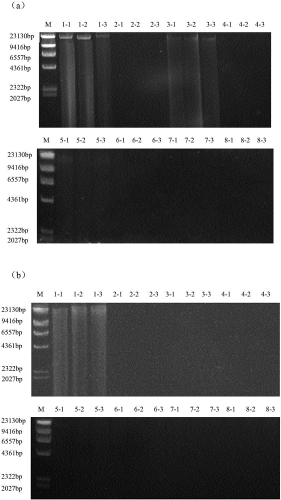 Method for extracting microbial genome DNA from poplar wood