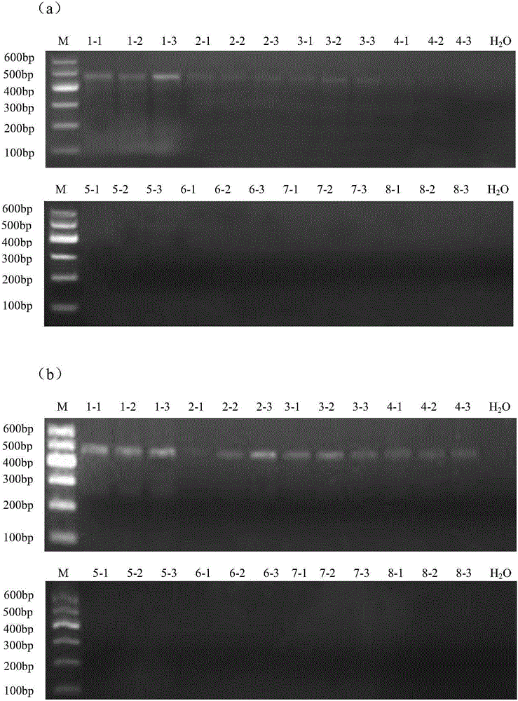 Method for extracting microbial genome DNA from poplar wood