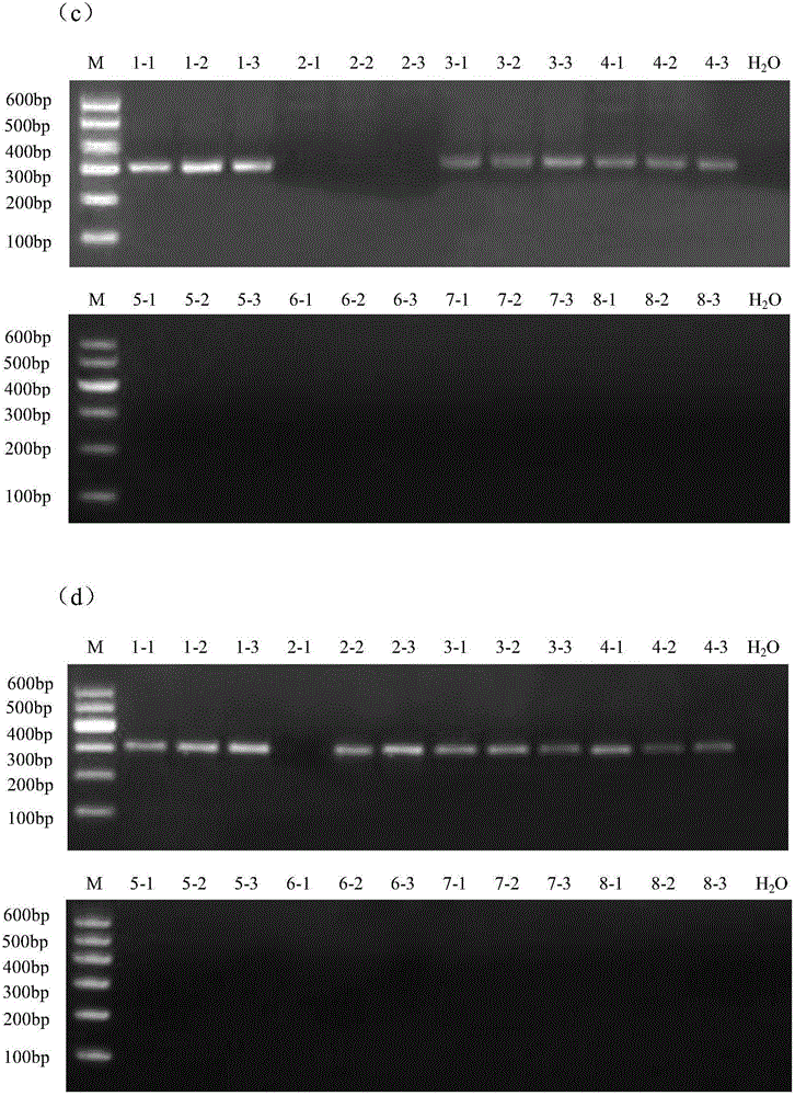 Method for extracting microbial genome DNA from poplar wood