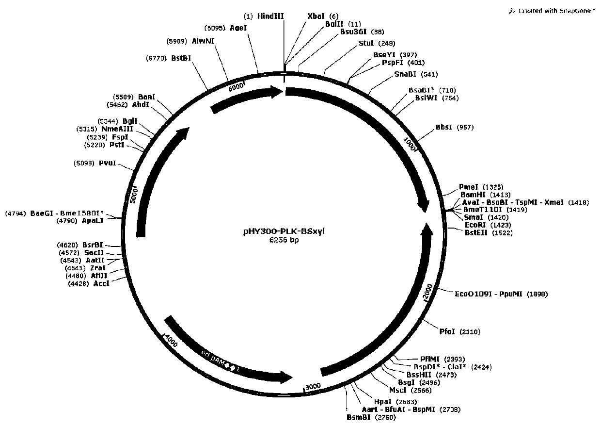 A genome editing vector of Bacillus licheniformis based on CRISPR-cas9 system and preparation method thereof