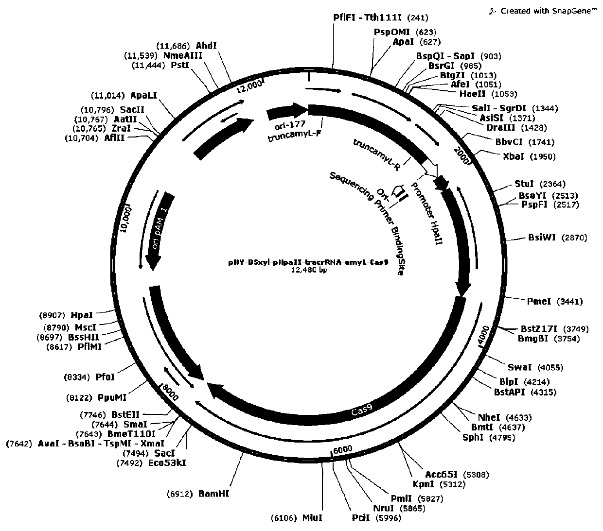 A genome editing vector of Bacillus licheniformis based on CRISPR-cas9 system and preparation method thereof