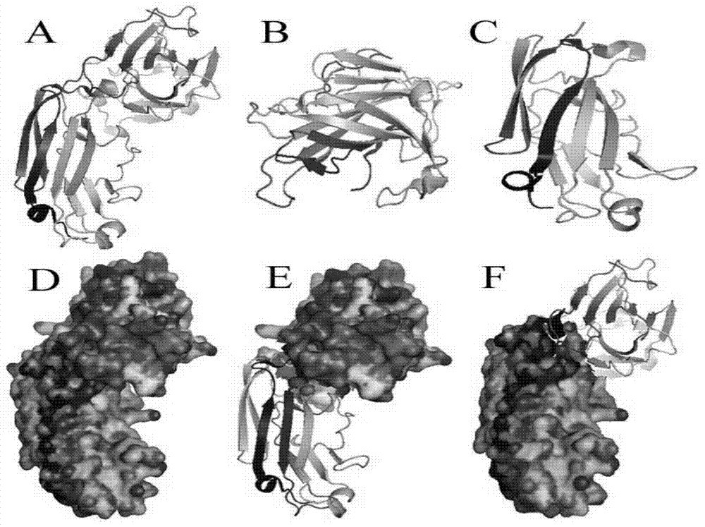 Staphylococcus aureus ITC (Inverse Transition Cycling) fusion protein as well as preparation method and application thereof