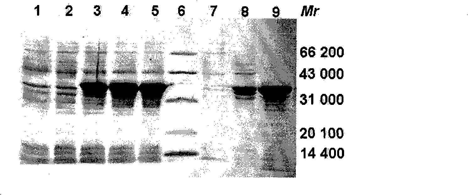 Syphilis spirochete membrane antigen with shorten expression and uses thereof